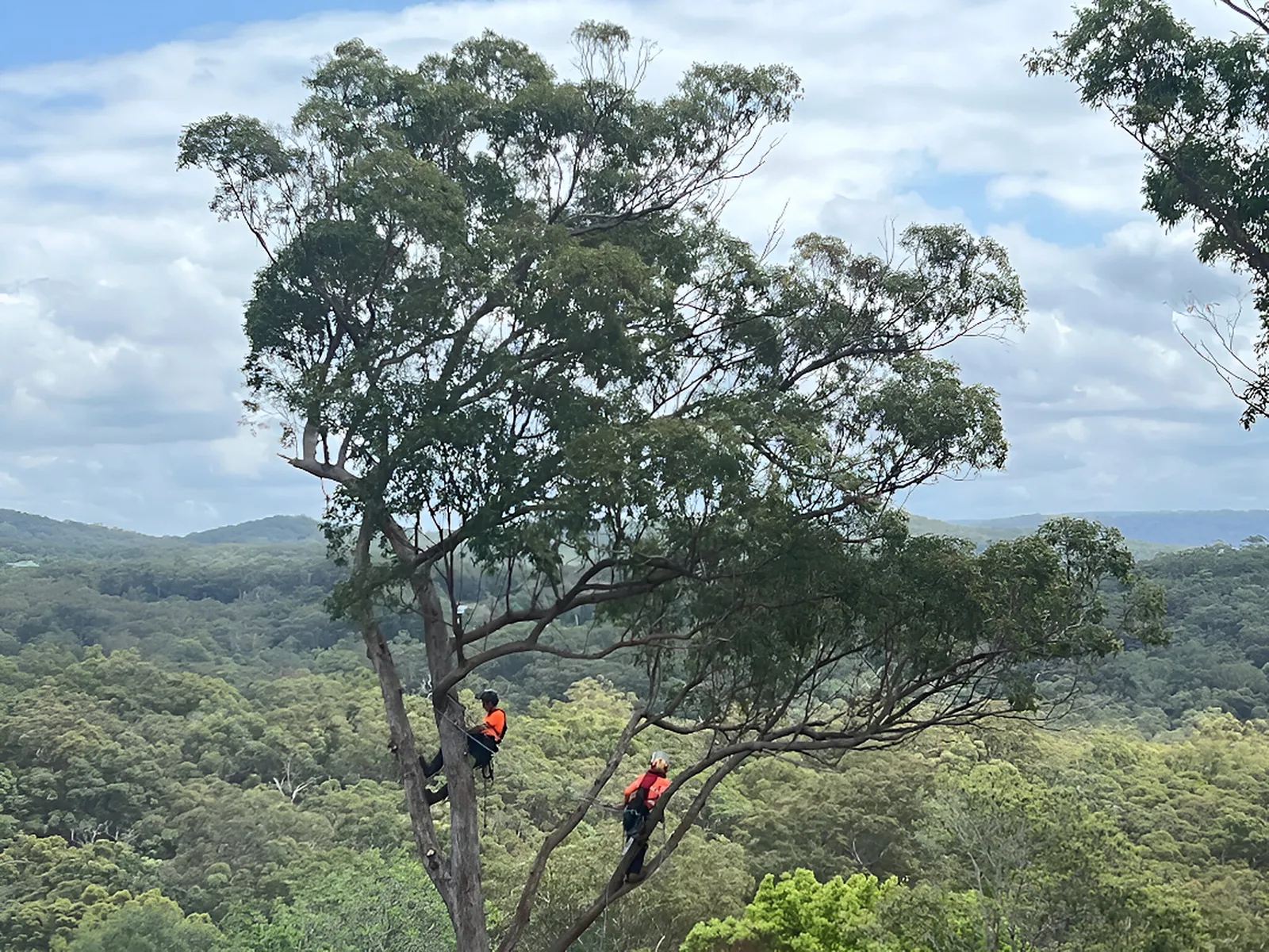 DT ArborTrees climbers working high in a tree above the Sunshine Coast hinterland