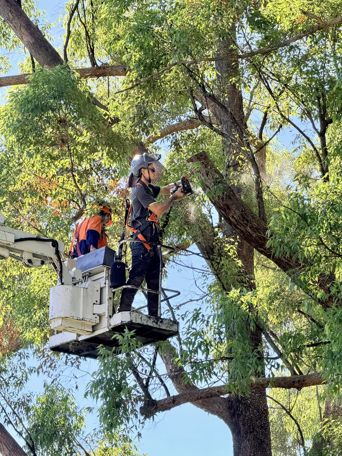 Working from an EWP in a large tree