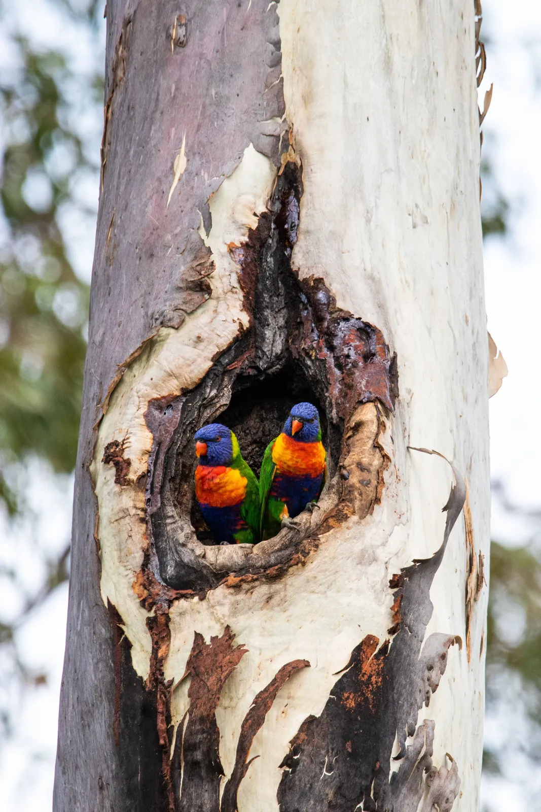 Lorikeets in a tree hollow kept as habitat