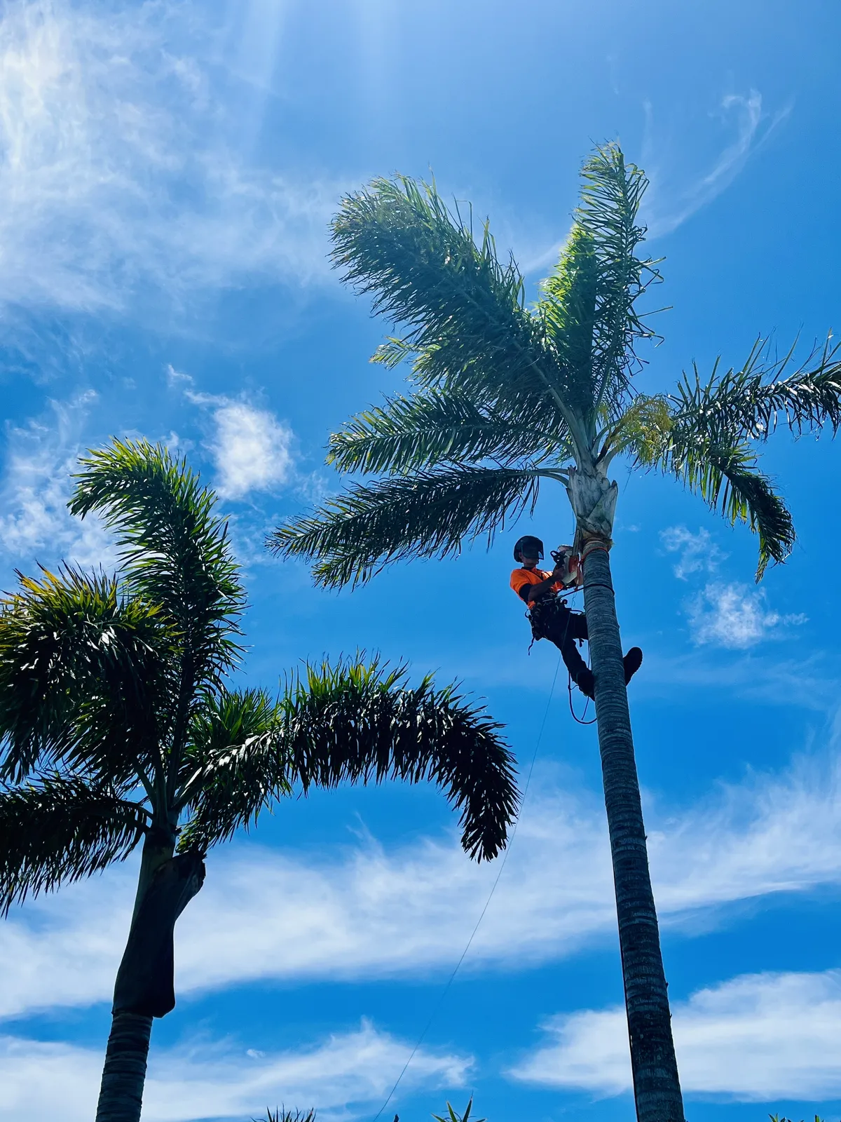 Palm cleaning, no climbing spikes