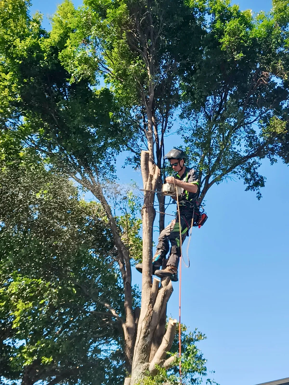 Climbing and rigging a tall tree